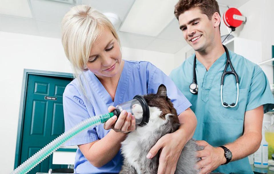 Clínica veterinaria, Hospital de animales, Laboratorio, Instituciones científicas, Escuela veterinaria.